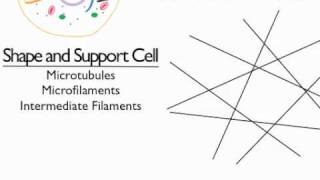 Cytoskeleton [upl. by Yeldar]