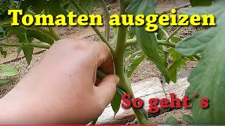 Tomaten ausgeizen  so geht´s 🍅🍅🍅 Geiztriebe an Tomaten erkennen und entfernen 🍅🍅🍅 [upl. by Wey]