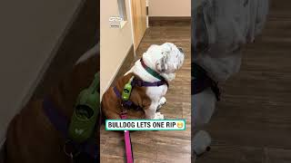 Bulldog casually farts 🤣 🎥 TT benzismama [upl. by Thecla]