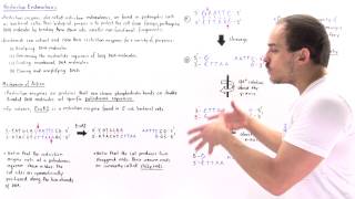 Restriction Enzymes and Palindromic Sequences [upl. by Mychal]