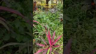 Dracaena Cordyline fruticosa 🌱minivlog flowers homegardens plants planttour nature garden [upl. by Syd113]