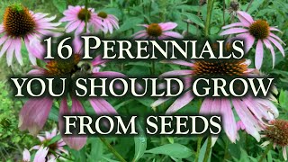 16 Perennial flowers you should grow from seeds This is why [upl. by Aneladgam]