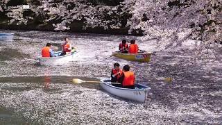 SAKURA Hirosaki Aomori Japan 桜の弘前城 2017 4K [upl. by Kelleher530]