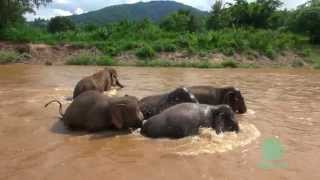 Elephant protect baby elephant from strong river  ElephantNews [upl. by Val129]