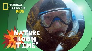 Kelp Forest  Nature Boom Time  natgeokids [upl. by Yrad]