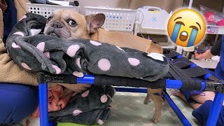 SHE THREW A TANTRUM…French Bulldog Has To Go Back To Vet [upl. by Yci]