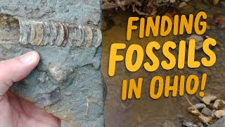 Finding Fossils in Ohio [upl. by Bambie]