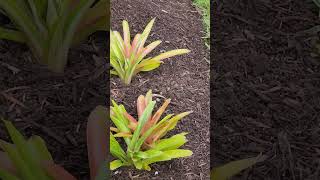 Garden restoration with both hardscape amp softscape HURRICANE HELENE [upl. by Nnaik517]