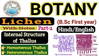 LichensInternal Structure of ThallusHomoisomerousHomomerousHeteromerousBSc 1st year Botany [upl. by Nalyk120]