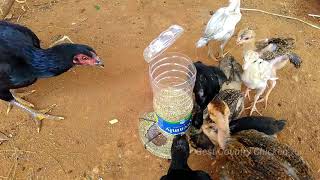 நாட்டுக்கோழிகளுக்கு எளிய தீவன தட்டு செய்முறை  Automatic Chicken Feeder [upl. by Abixah]