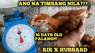 RHODE ISLAND RED X HUBBARD  ANO NA TIMBANG NILA NG ATING MGA MANOK NA CROSSBREED  HERITAGE CHICKEN [upl. by Ricki]