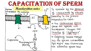 Capacitation of sperm  Developmental Biology [upl. by Nawyt325]