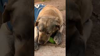 Dog Taste Buds Gone Wild animaldiscoveryhub animalvideos shortsviral [upl. by Francie]