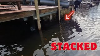 Sheepshead Fishing With FIDDLER CRABS This Dock Was LOADED [upl. by Hanway]