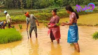 Obele le le Ilesa Ilesa Tulu album song  farmers planting karavali Paddy field [upl. by Blinni]