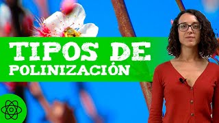 ¿Qué es la POLINIZACIÓN 🌼 En qué consiste y TIPOS [upl. by Mccready501]