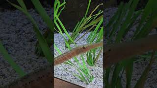 Adorable Trumpet Fish So Cute nature [upl. by Adnawt]