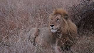 MALE LION HIDING SOMETHING in Kruger National Park South Africa [upl. by Ayik]