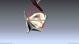 Muscles of the Larynx  Part 2  3D Anatomy Tutorial [upl. by Nosaj99]