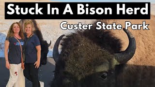 Surrounded By Bison at Custer State Park [upl. by Legin]