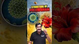 Structure of Pollen Grain in 1 Minute 🔥 neet biology biologyforneet foryou [upl. by Avevoneg]