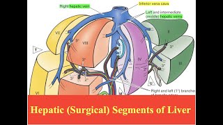 Hepatic Surgical Segments of Liver [upl. by Page]