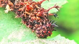 Dangerous Caterpillar eating leaf  insectopedia123 Insectopedia123 [upl. by Bathulda]