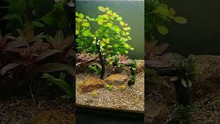 Ludwigia ovalis glandulosainclinata verticillata  pantanal [upl. by Vacuva137]