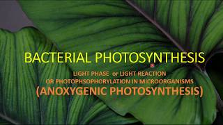 BACTERIAL PHOTOSYNTHESIS II LIGHT PHASE II ANOXYGENIC PHOTOSYNTHESIS [upl. by Niwroc]