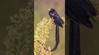 Hewan dg ekor terpanjang apa burung sakabula widowbird monyet colobus ikan pari tutul [upl. by Chet]