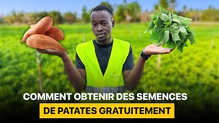 Obtenir gratuitement les semences de patate douce [upl. by Assiruam]