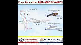 Learn Lift Drag Thrust amp Weight Through the Science of Birds 🦅✈️ ShaShib Aerospace Engineering [upl. by Obaza33]