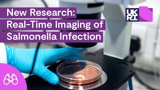 New Research RealTime Imaging of Salmonella Infection [upl. by Marlon]