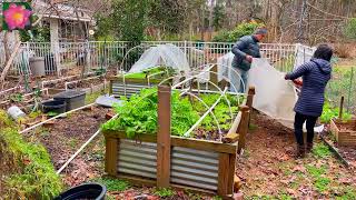 Suns garden Video 24 January update covering the lettuce bed woodpecker bluebird chickadee [upl. by Audley]