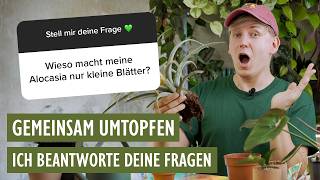 Gemeinsam umtopfen 😱 Panaschierung erhalten Lieblingstöpfe wohin mit den Pflanzen aus Unboxings [upl. by Grete]