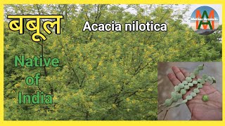 बबूल कीकर वृक्ष की सम्पूर्ण जानकारी देसी कीकर Acacia nilotica Native tree of India [upl. by Assirec]