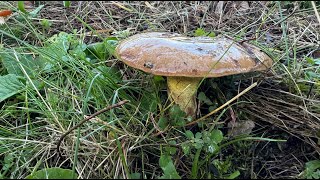 Suillus collinitus October 17 2024 [upl. by Sivra]