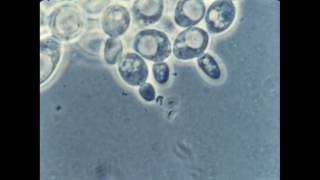 57 Budding of Yeast Cells [upl. by Coltin]