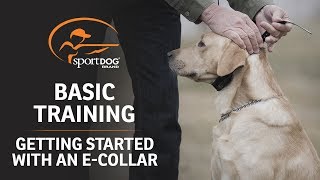 Basic Training  Getting Started with an ECollar [upl. by Elayne]