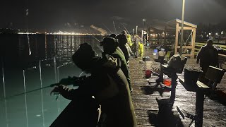 Puget Sound squidding at Les Davis pier catch clean cook [upl. by Nodlehs]