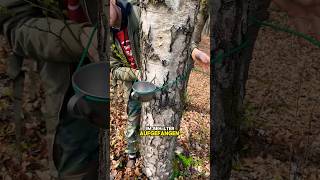 BaumWasser finden😨💦 bushcraft wasser wasserfilter survivalhacks gutzuwissen birkenwasser [upl. by Konikow]