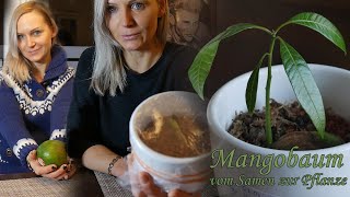 Mangobaum selber ziehen  vom Samen bis zur Pflanze in 7 Wochen [upl. by Anytsirhc]