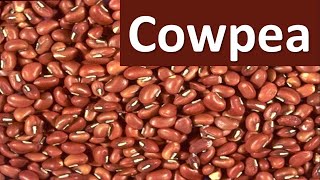 How to produce Cowpea Vigna unguiculata [upl. by Nylac214]