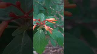 Hamelia Patens  Firebush firebush hummingbirdbush rubiaceae flowers scarletbush ytshorts yt [upl. by Enneirdna553]