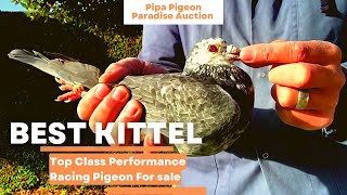 Shaun McDonough Worlds Famous Racing Pigeons Fancier  Best Kittel Racer Pigeon  Racer Kabootar [upl. by Llorrac]