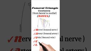 Femoral Triangle contents mnemonic [upl. by Renae]