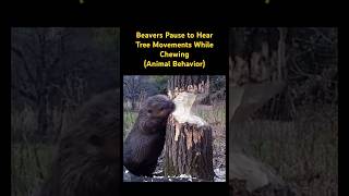 Beavers Pause to Hear Tree Movements While Chewing…🦫 music song beaver animals [upl. by Garald]