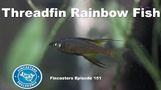 Threadfin Rainbowfish Fincasters Episode 151 [upl. by Korten49]