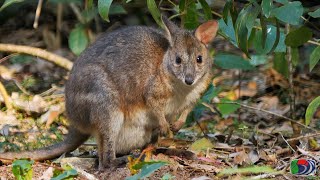 Pademelon Footage Red legged Red necked and Tasmanian [upl. by Yeliak]