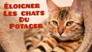 Comment éloigner les chats 🐱 du potager Île de thau Sète [upl. by Arvo]